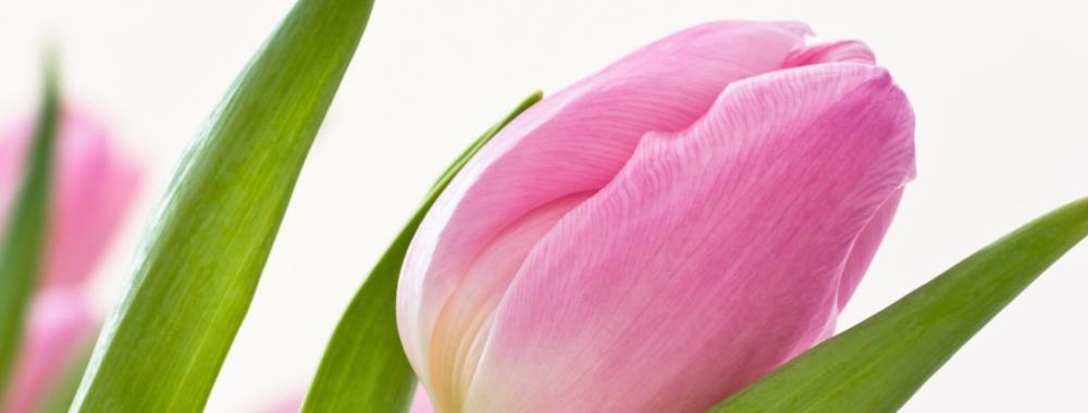 pink tulips.jpg